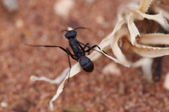 Rhytidoponera taurus