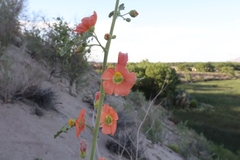 Sphaeralcea incana