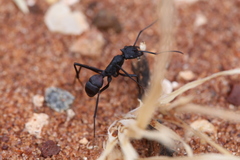 Rhytidoponera taurus
