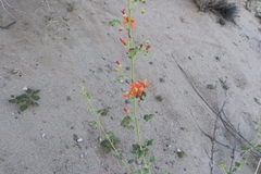 Sphaeralcea incana
