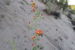 Sphaeralcea incana