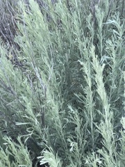Artemisia tripartita