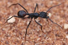 Rhytidoponera taurus