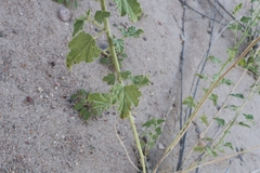 Sphaeralcea incana