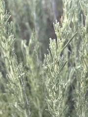 Artemisia tripartita
