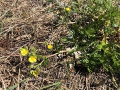 Potentilla bimundorum