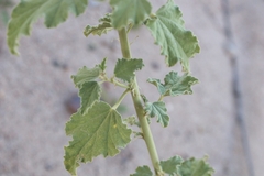 Sphaeralcea incana