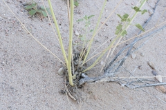 Sphaeralcea incana