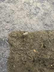 Corixinae