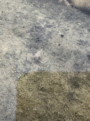 Corixinae