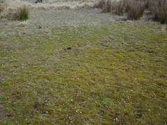 Zoysia minima