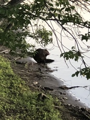 Castor canadensis