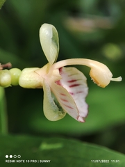 Alpinia conchigera