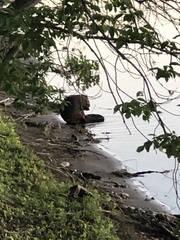 Castor canadensis