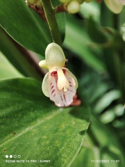 Alpinia conchigera