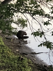 Castor canadensis