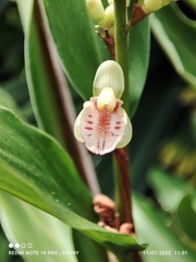 Alpinia conchigera