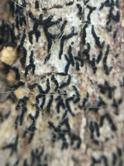 Opegrapha intertexta