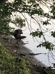 Castor canadensis