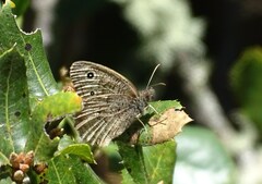 Cercyonis pegala boopis