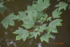 Aceria
