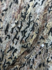 Opegrapha intertexta