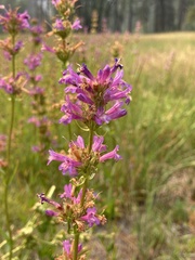 Penstemon rydbergii aggregatus