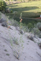 Sphaeralcea incana