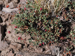 Eriogonum microtheca alpinum