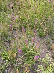 Penstemon rydbergii aggregatus