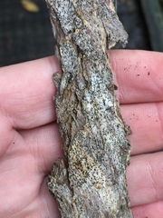 Opegrapha intertexta