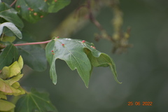 Aceria