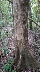 Terminalia amazonia