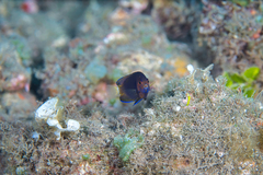Centropyge fisheri