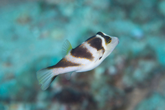 Canthigaster coronata