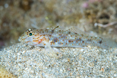 Fusigobius duospilus