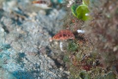 Oxycheilinus bimaculatus