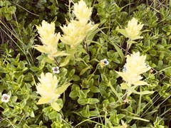 Castilleja unalaschcensis