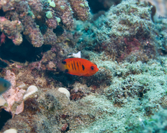 Centropyge loriculus