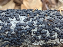 Jackrogersella cohaerens