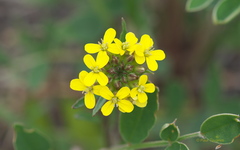 Erysimum coarctatum
