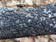 Jackrogersella cohaerens