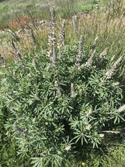 Lupinus albicaulis