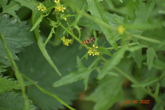 Episyrphus balteatus