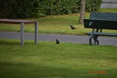 Corvus