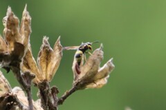 Euodynerus dantici violaceipennis