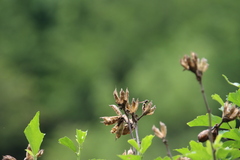 Euodynerus dantici violaceipennis