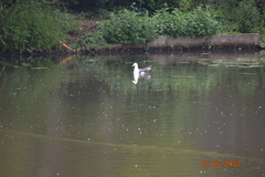 Larus fuscus