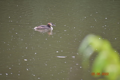 Podiceps cristatus