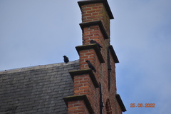 Corvus